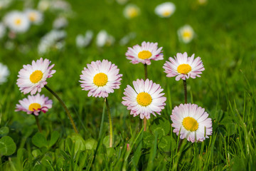 Common daisies (Bellis perennis) - spring flowers © denisveselyxx