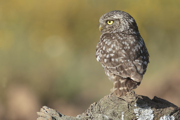 Little owl 018