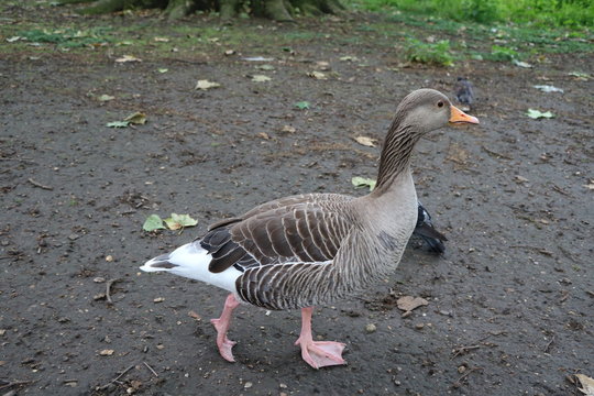 Greylag goose walking in Hyde Park London, United Kingdom