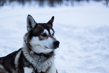 Chiens de traineau - Laponie - Finlande