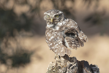 Little owl 016