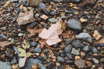 Autumn Leaf with Dew Droplets 