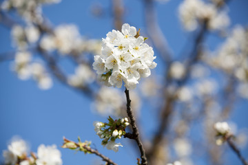 Cherry tree blossom - 142181142