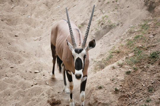 Oryxes is a genus of mammals and ruminants.