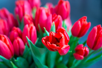 Obraz premium Red Tulips Background, Horizontal View