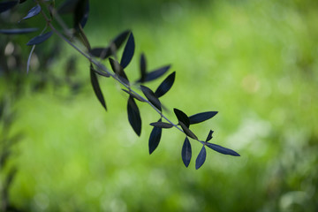 Olive tree - 142181568