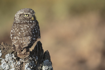 Little owl 013