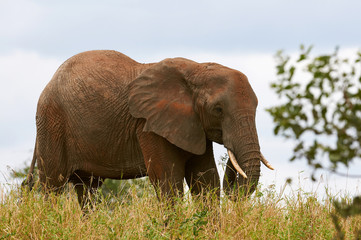 Fototapeta na wymiar African Elephant in the savanna