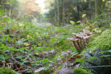 automne