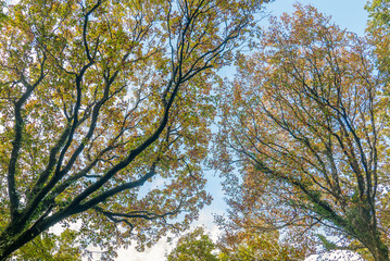 automne