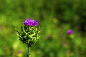pink milk thistle flower