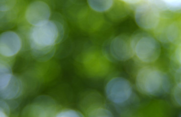 Fototapeta na wymiar Green blurred background