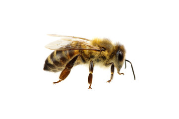 Bee on the white