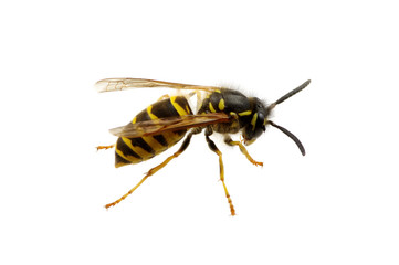 wasp isolated on white