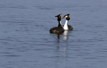 Great Crested Grebe, waterbird (Podiceps cristatus) in mating season