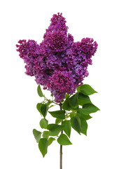 Obraz premium Lilac flower isolated on white