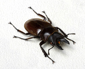 Stag beetle isolated on white