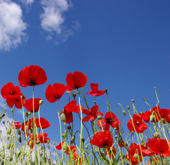 Obraz premium Red poppies on field
