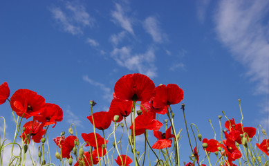 Red poppies on field