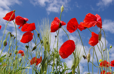 Obraz premium Red poppies on field