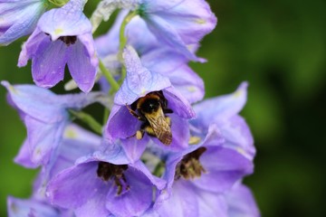 Bee at Delphinium elatum