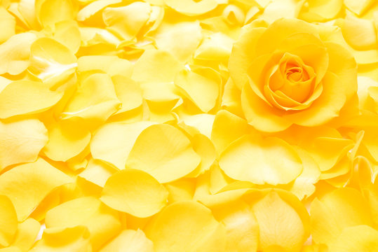 黄色いバラ Images Browse 604 Stock Photos Vectors And Video Adobe Stock