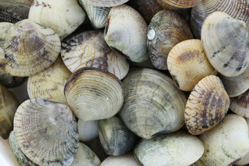 animal sea of RIDGED VENUS CLAM.