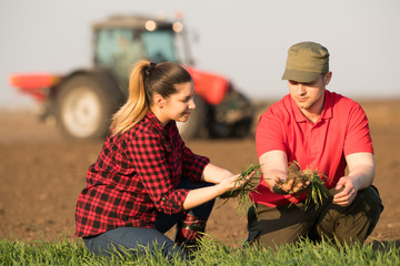 Young farmers examing  planted wheat while tractor is plowing fields