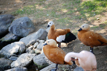 アカツクシガモ(Ruddy shelduck)
