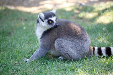 ワオキツネザル(Ring-tailed lemur)