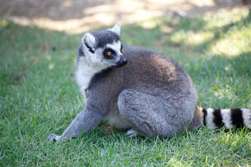 ワオキツネザル(Ring-tailed lemur)