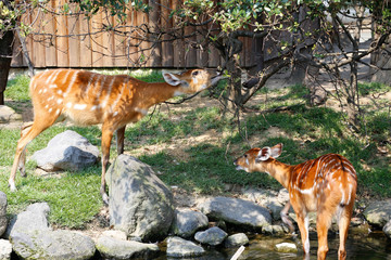 シタツンガ(Sitatunga)