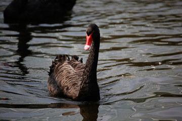 Fototapeta premium 黒い白鳥(Black Swan)