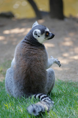 Naklejka na ściany i meble ワオキツネザル(Ring-tailed lemur)