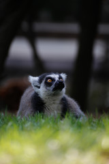 ワオキツネザル(Ring-tailed lemur)