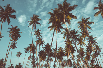 Obraz premium Palmy kokosowe na tropikalnej plaży, nostalgiczny filtr kolorów filmu stylizowany i stonowany