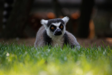 Obraz premium ワオキツネザル(Ring-tailed lemur)