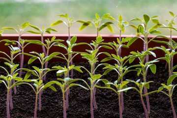 tomato seedlings growing in a greenhouse - selective focus, copy space