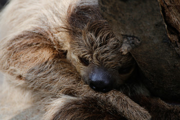 Fototapeta premium ナマケモノ