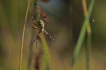 Araignée jaune striée de noir et blanc dans sa toile, Argiope frelon
