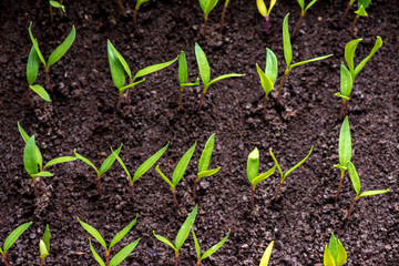 pepper seedlings growing in a greenhouse - selective focus, copy space