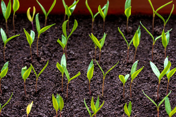 pepper seedlings growing in a greenhouse - selective focus, copy space