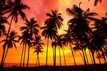 Plage tropicale au coucher du soleil