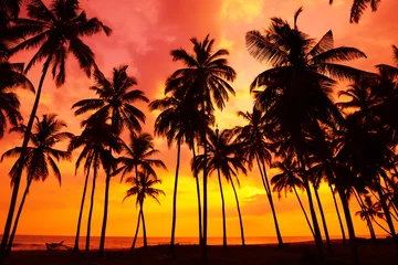 Poster Tropisch strand bij zonsondergang © nevodka.com