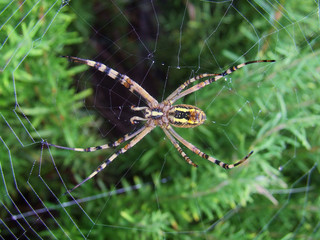 Araignée des jardins, Épeire frelon, Wasp Spider, au milieu de sa toile