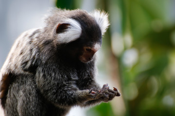 コモンマーモセット(common marmoset)
