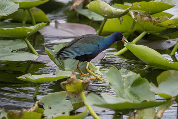 American purple gallinule