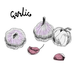 Vector hand drawn illustration with garlic on white background