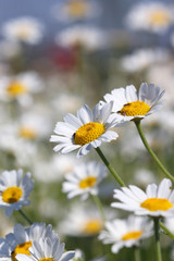 Obraz premium chamomile close up spring season