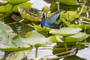 American purple gallinule